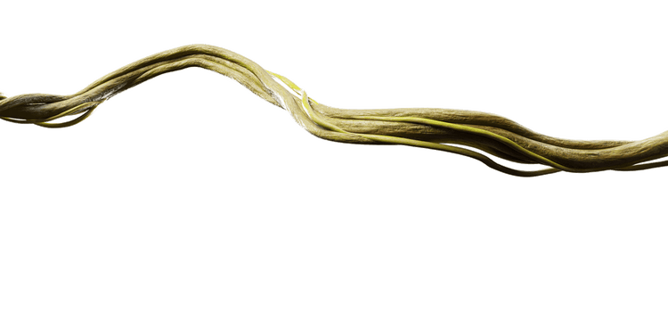 vine